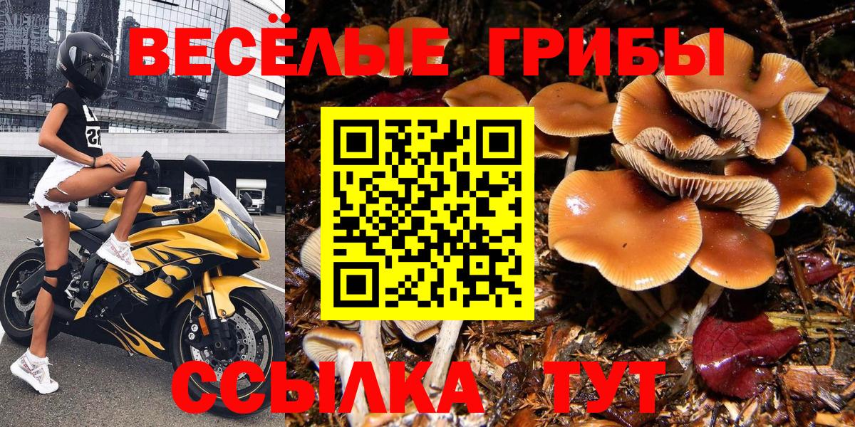 Галлюциногенные грибы Psilocybe Спасск-Дальний